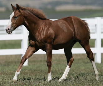 CM Foal1